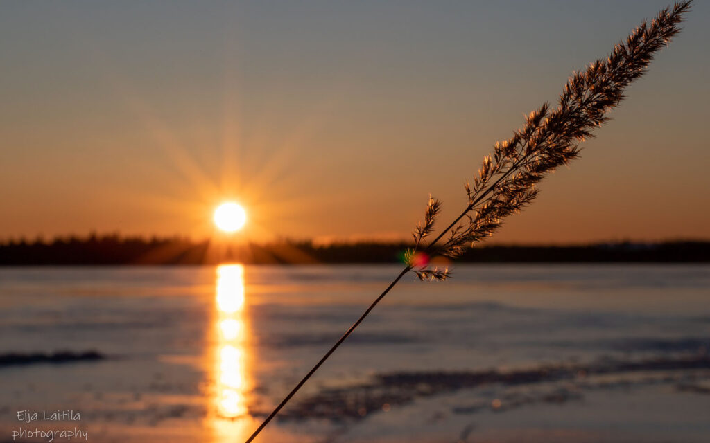 Järvenrannalla heinä ja kaunis auringonlasku.