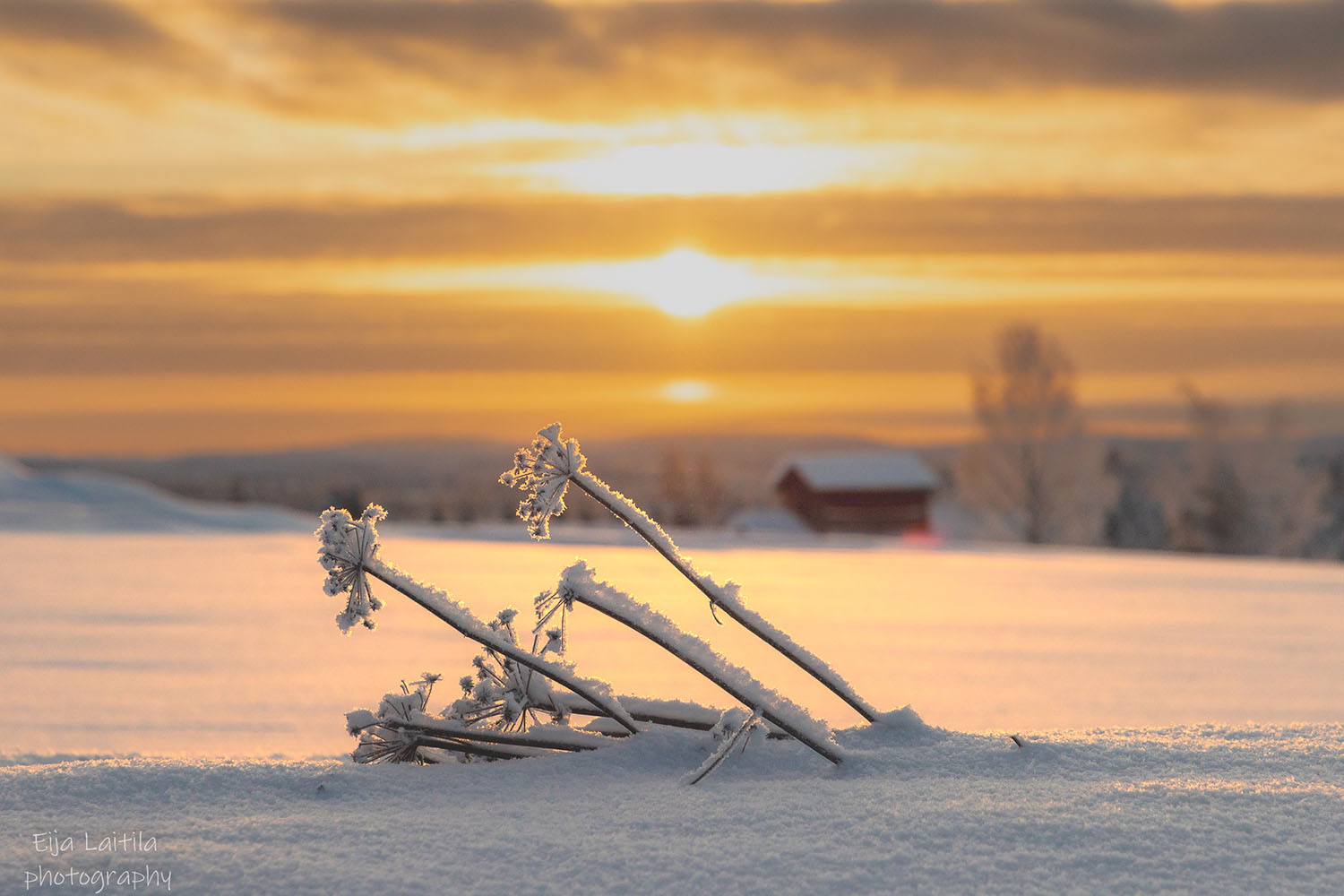 Lumihanki jossa kuivunut luminen oksa auringonpaisteessa.