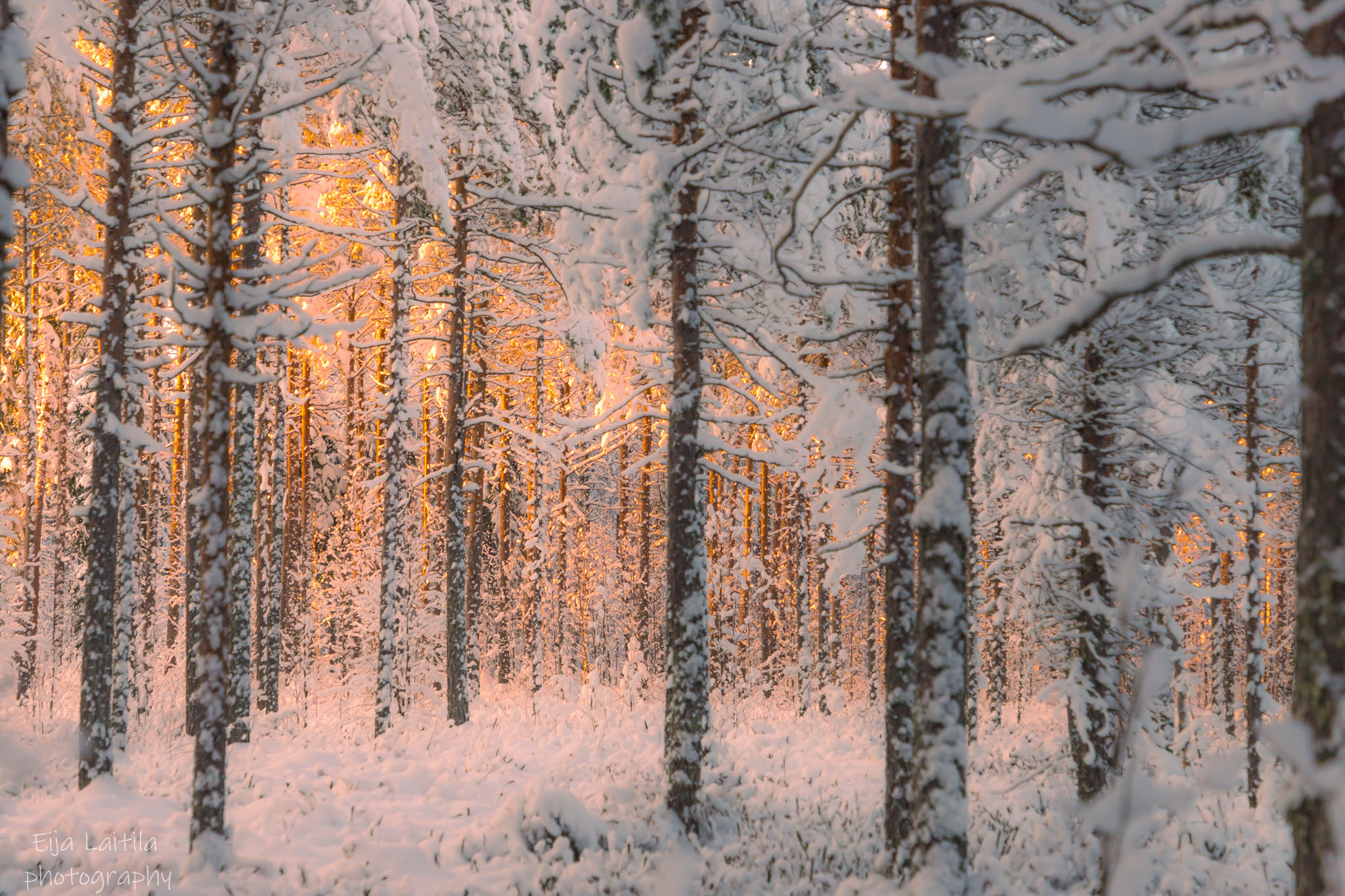 Talvisessa metsässä paistaa aurinko.