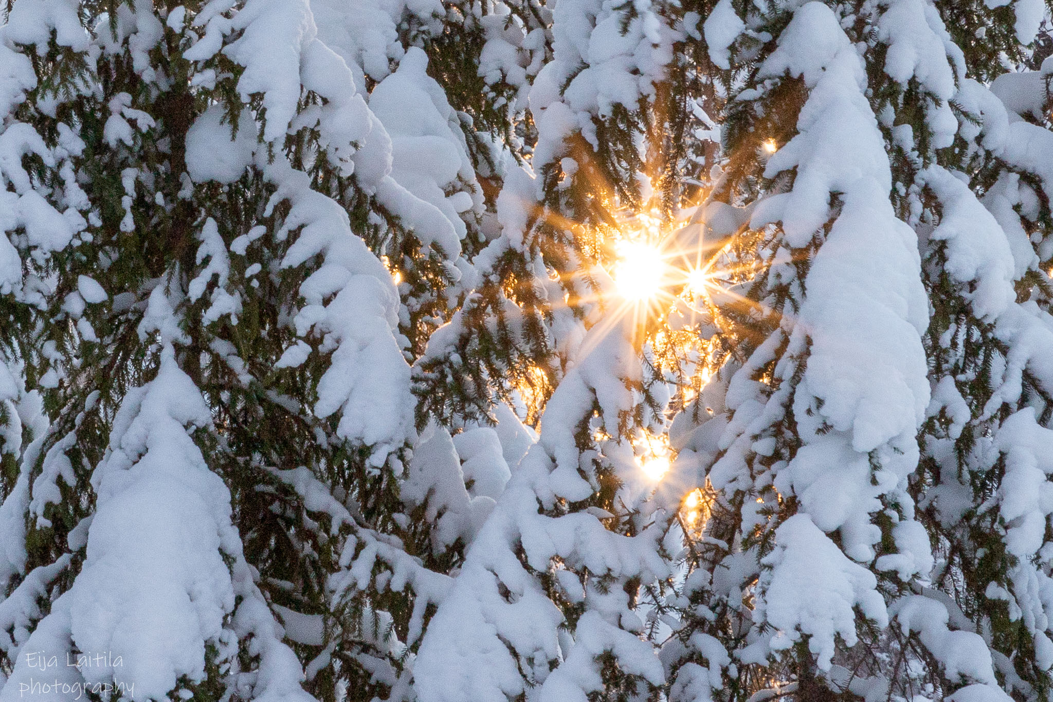 Lumisten puiden välistä pilkotta auringonsäteet.